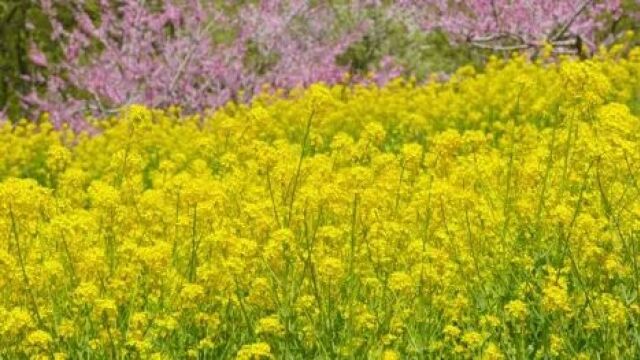 植物照明是什么搞笑概念