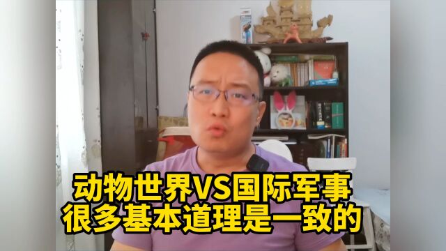 动物世界VS国际军事:很多基本道理是一致的!