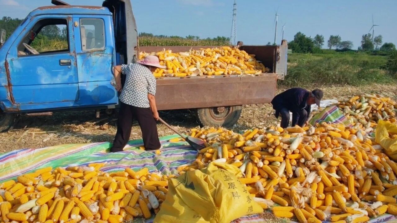 今天开始收玉米了,2块地装了满满3车,这玉米棒子长得真不小