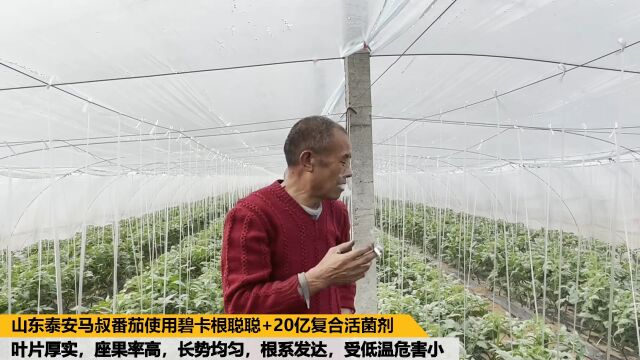 生根剂价格山东泰安番茄使用碧卡套餐水溶肥,花芽分化好,坐果率高,长势好