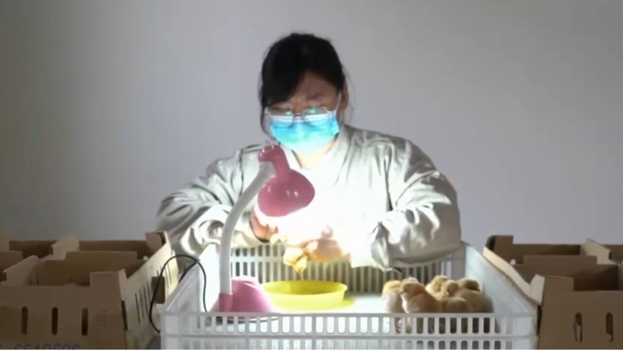 为雏鸡辨雌雄挑战，博士通过观察羽毛，就能分辨小鸡的雌雄_高清