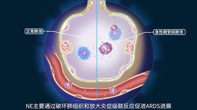 希为纳II 2022暖场视频(机制篇) (1)