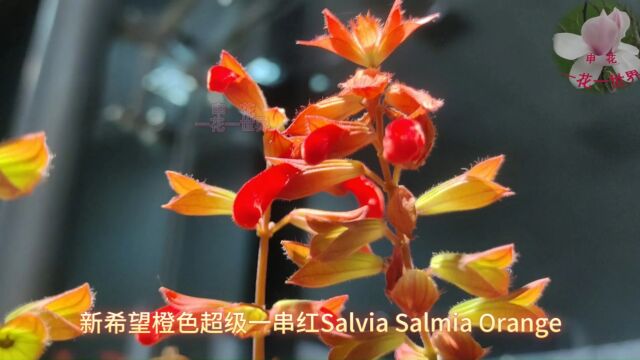 新希望橙色超级一串红Salvia Salmia Orange