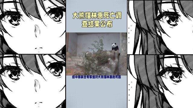 大熊猫林惠死亡原因