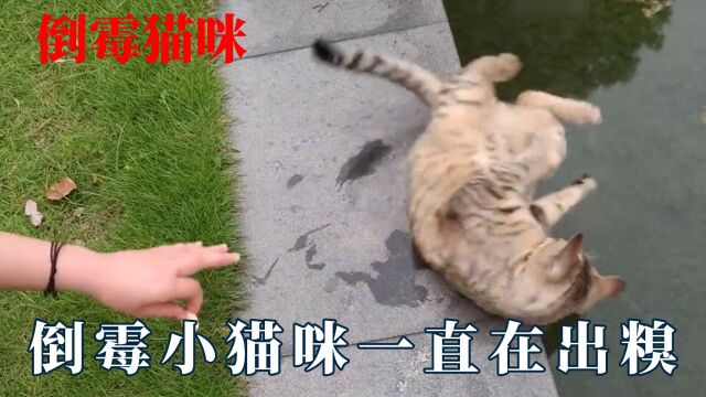 小猫咪怎么可以这么倒霉!痛撅过去也许是动词,天上掉下一口黑锅