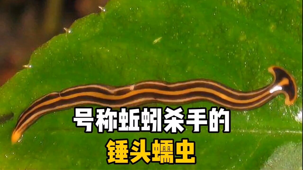 号称蚯蚓杀手的锤头蠕虫,你见过吗?