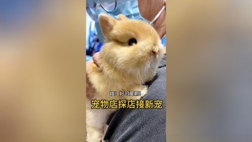 宠物店探店，遇到心动的新宠物，到底接哪只好呢？_高清