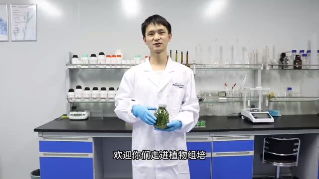 茉钡特生物带你认识植物组培