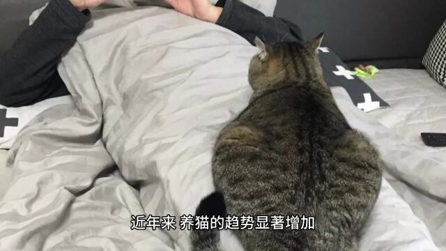 为什么大家都开始喜欢养猫了?