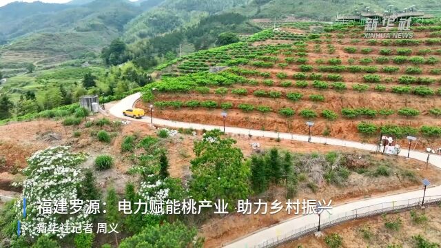 福建罗源:电力赋能桃产业 助力乡村振兴