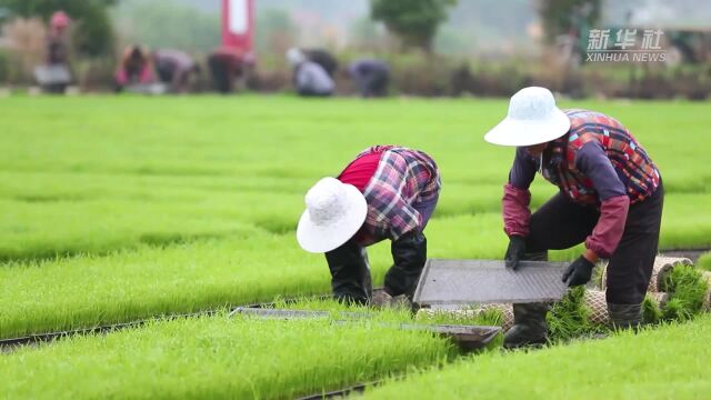 江苏兴化:抢抓农时插秧忙 农田披“绿装”