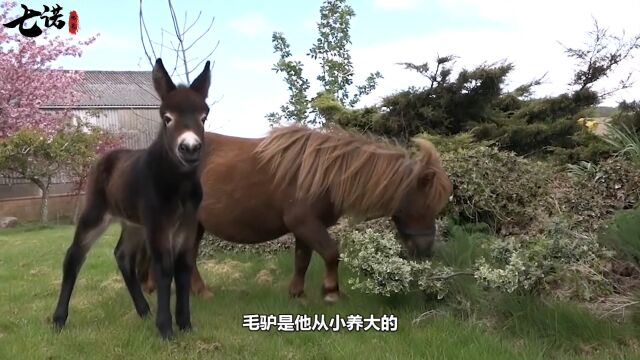 国外小哥和自己的毛驴走丢了,两个月后找到时,毛驴委屈得哭了#动物#小毛驴