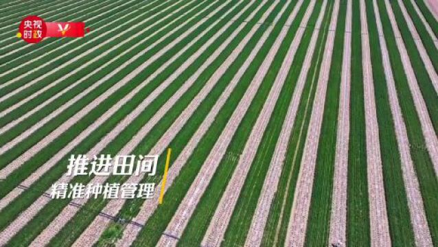 习近平内蒙古行丨建好现代农业园区 带动农业高质量发展——走进乌梁素海南岸现代农业示范园区