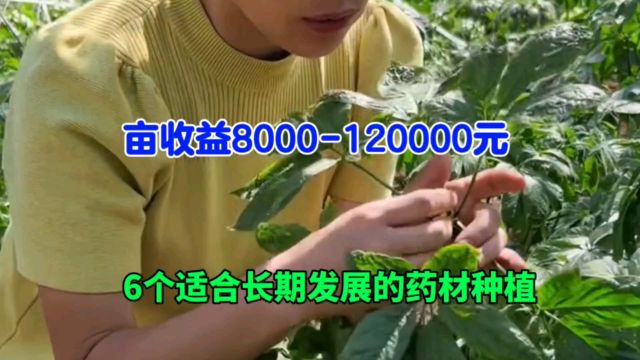 6个适合长期发展的药材种植,亩利润8000120000元,赶快收藏