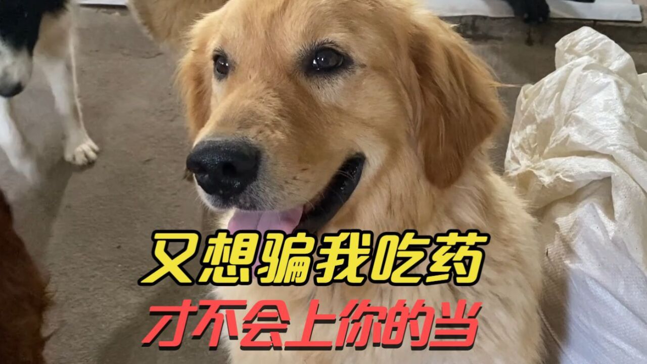 当狗狗面把药放火腿肠里,狗狗嘴角勾起不屑一笑,总有刁民想害我