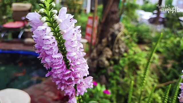 花开节节高的假龙头花