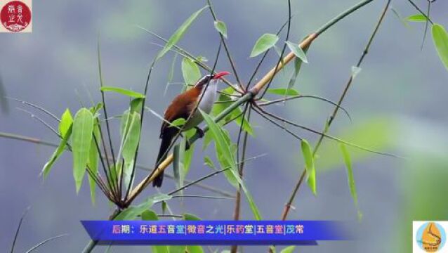 品《丝竹管弦》,赏阮咸文化,正心提阳!