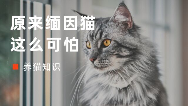 原来“缅因猫”这么可怕,难怪很多人不敢养!