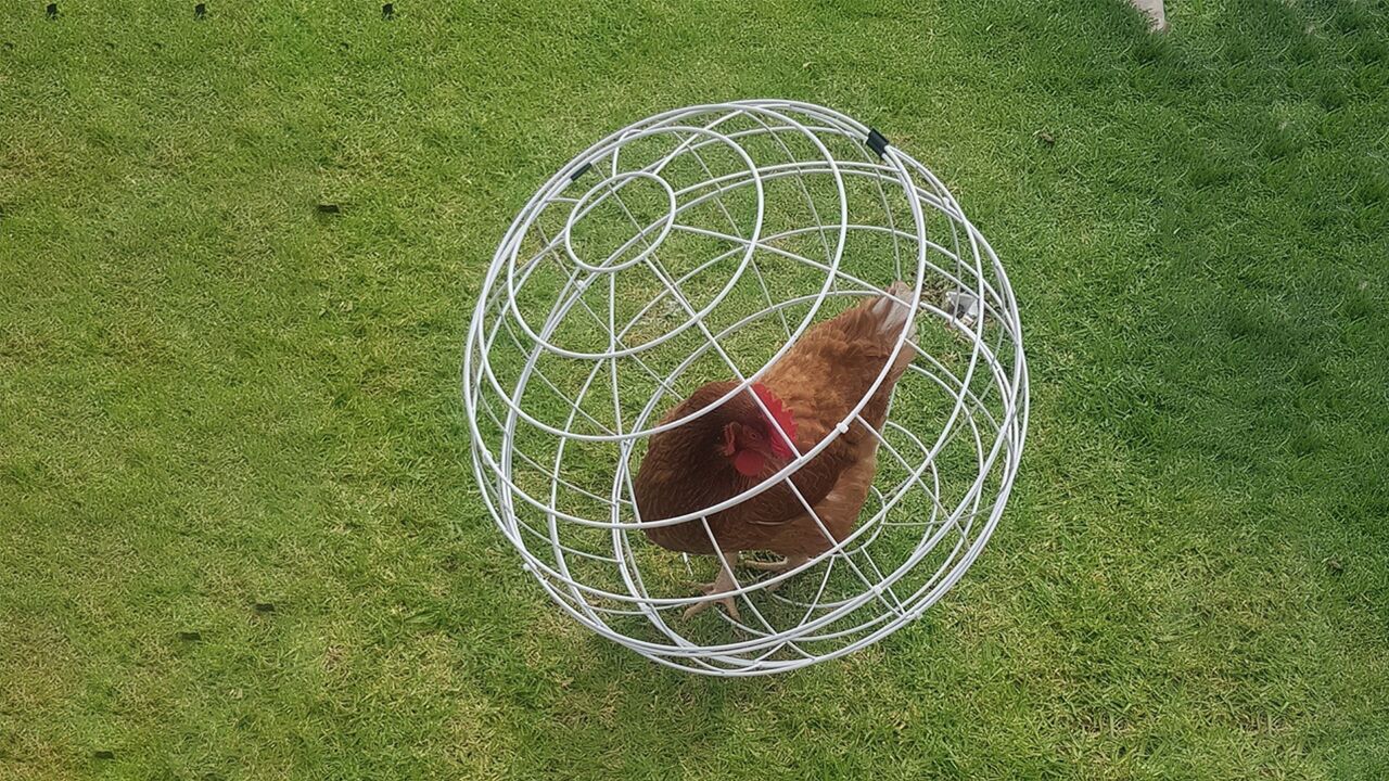 奇葩的球形鸡笼,小鸡可以自由移动,狗子看了直摇头