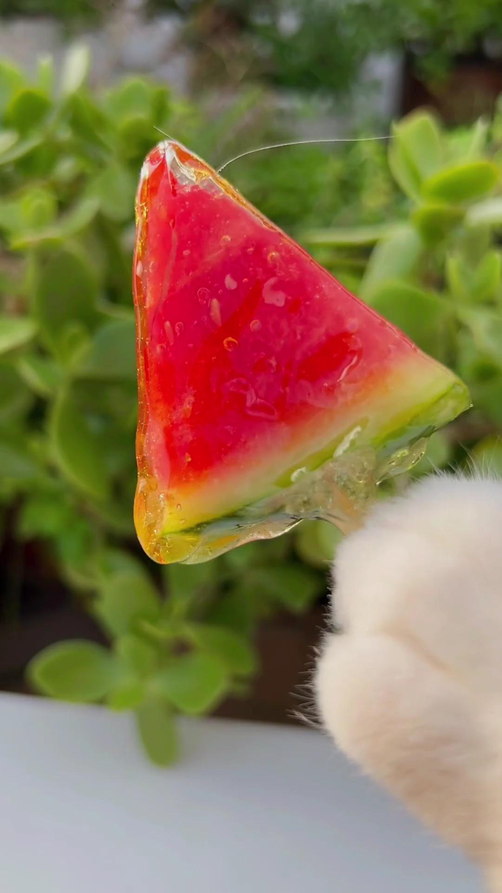 厨猫:要不要来一份西瓜冰糖葫芦?