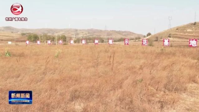 神池:胡麻种植一条龙 村民受益腰包鼓