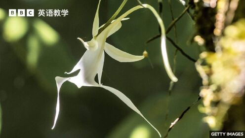BBC媒体英语：稀有兰花品种鬼兰 Ghost Orchid 在伦敦邱园开花