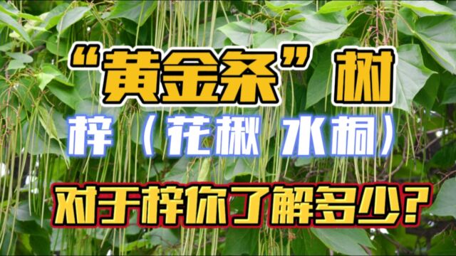 被称为“黄金条树”的梓(花楸 水桐)你了解多少?