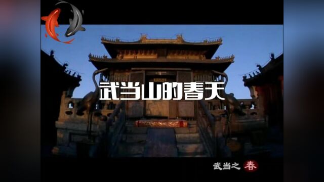 武当之春—带你网上云游武当山的风景#武当 #风景 #春天记录春天! #春天