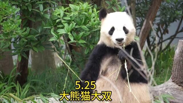 26岁的大双是第一代思宝,游客都说瘦,大双已经相当于人类90多岁#大熊猫大双 #关注国宝大熊猫 #大熊猫 #熊猫基地 #国宝来了