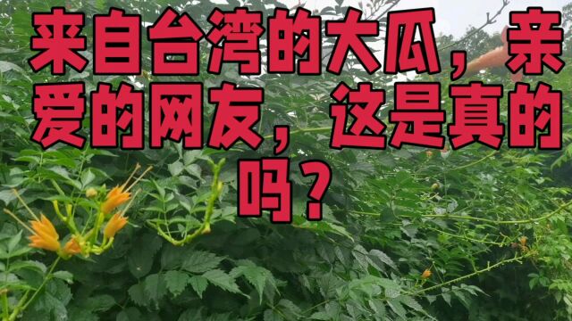 来自台湾的大瓜,亲爱的网友,这是真的吗?