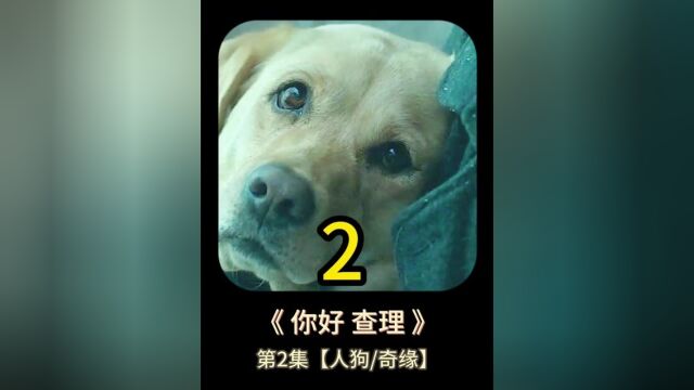 狗狗成精了,狠好看的一部狗狗电影,太好看了