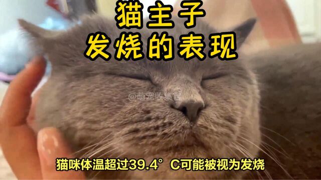 猫咪多少度算发烧?它自己会自愈吗?揭开猫咪的体温之谜!