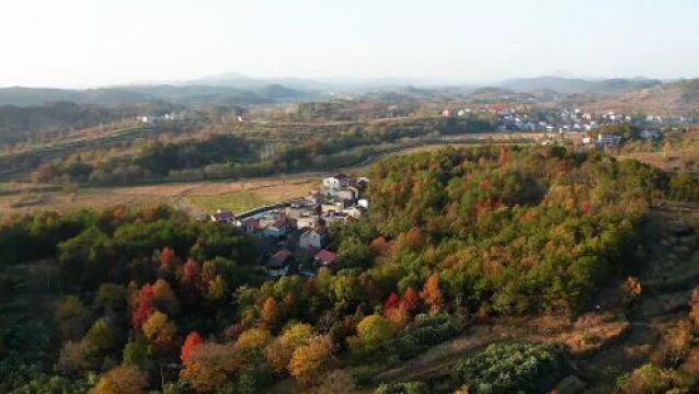 “红叶醉大悟”摄影大赛获奖作品公示