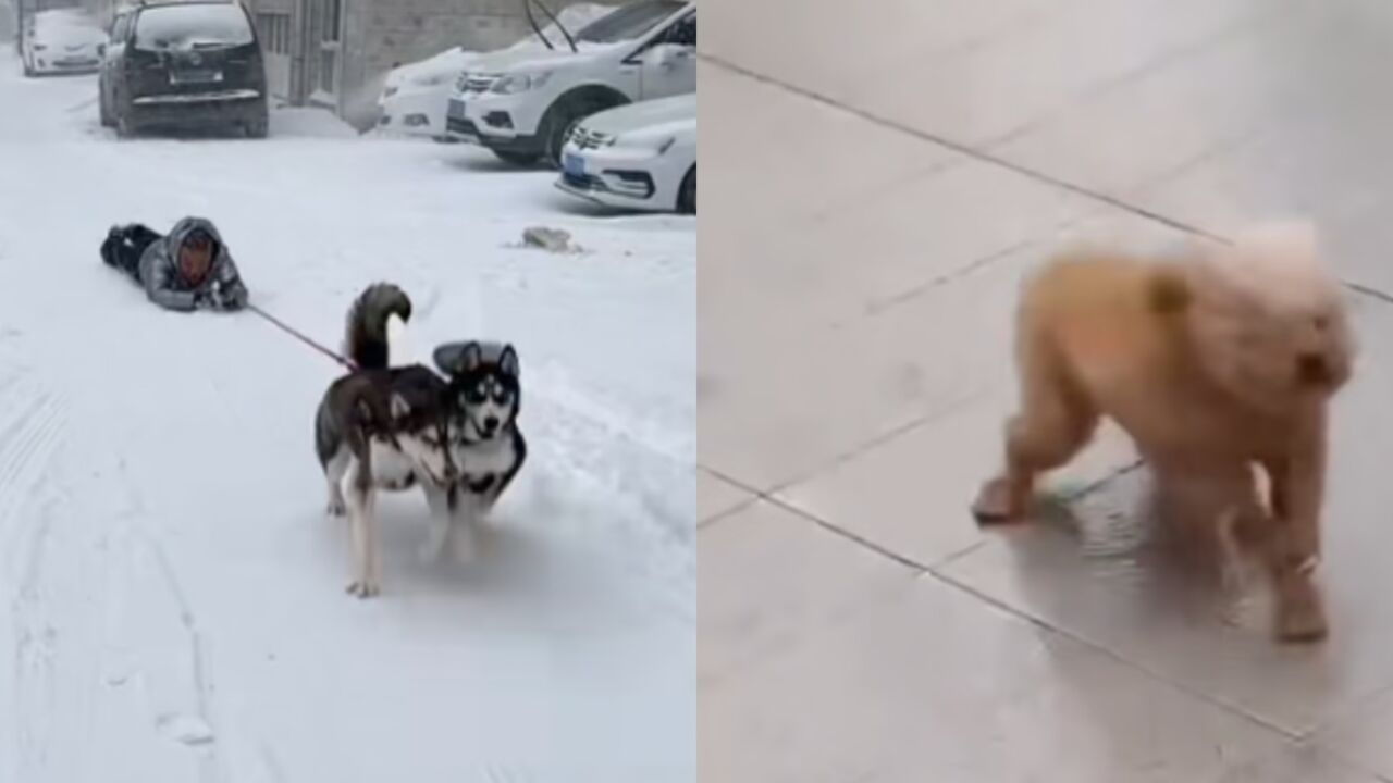 东北雪天遛狗名场面！人遛狗变狗溜人，主打就是个欢乐_高清1080P在线观看平台_腾讯视频