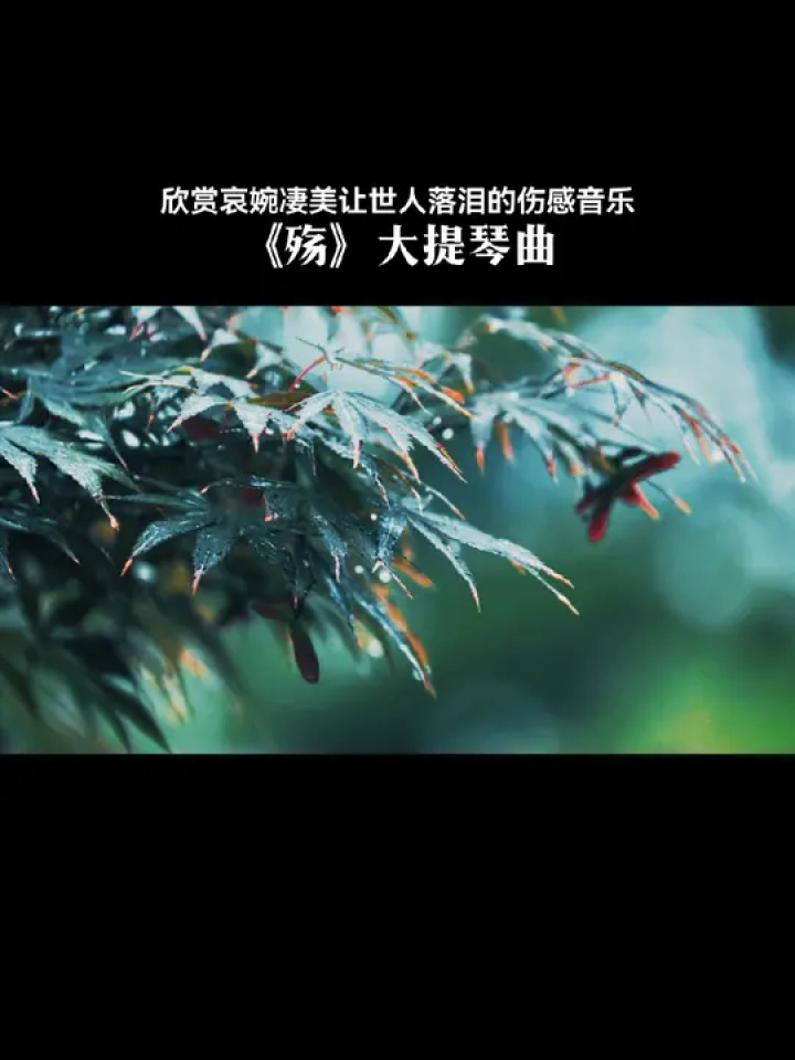 大提琴曲《殇》图片