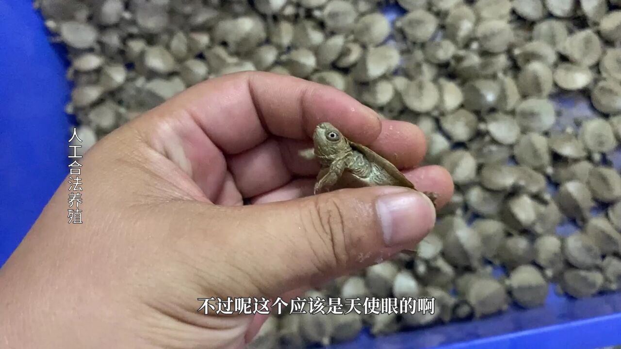 天使眼地图龟跟普通眼的地图龟养起来没区别