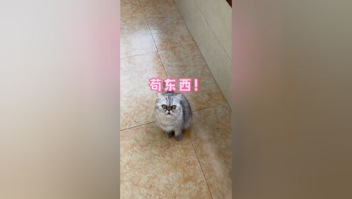 当我和小猫咪玩捉迷藏