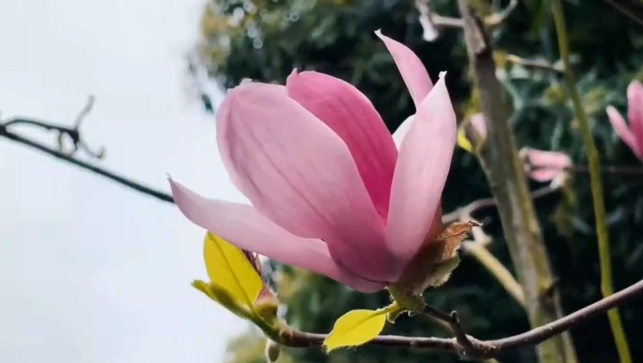 廖昌永金曲 第19首《雏菊花》廖昌永 王莉