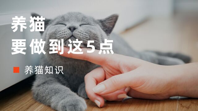 养猫要做到这5点,否则千万不要轻易养猫!