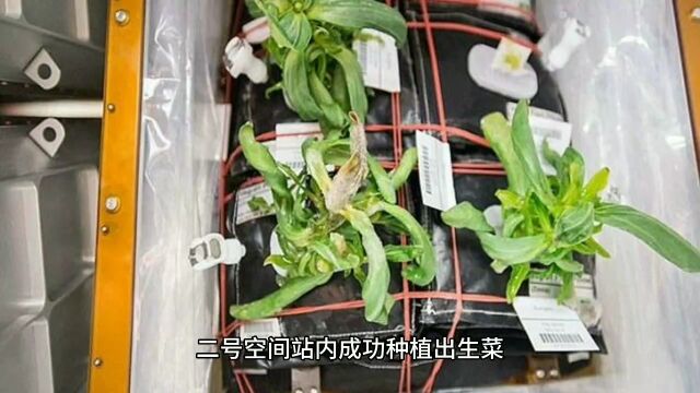 种菜种到太空去,中国不愧是农业大国