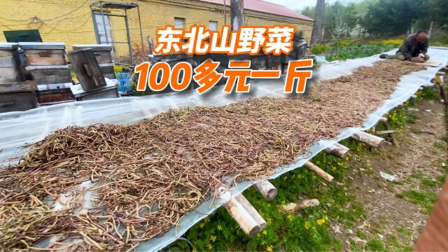 东北这种纯天然山野菜,晒干出口100多一斤,这种晒干方法没见过