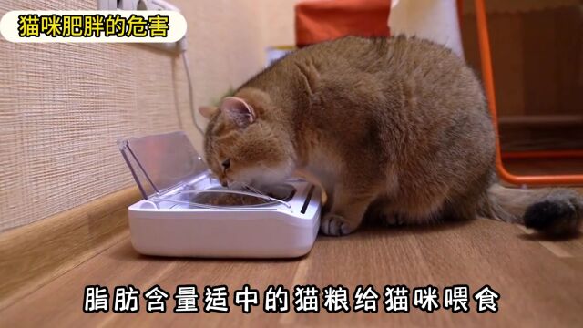 猫咪肥胖带来的危害,铲屎官一定要重视!