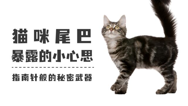 猫咪的尾巴会暴露它的小心思,你看懂了吗?