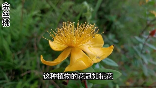 金丝桃是南方山坡常见的植物,它的果实可代连翘入药#野生植物 #奇花异草 #