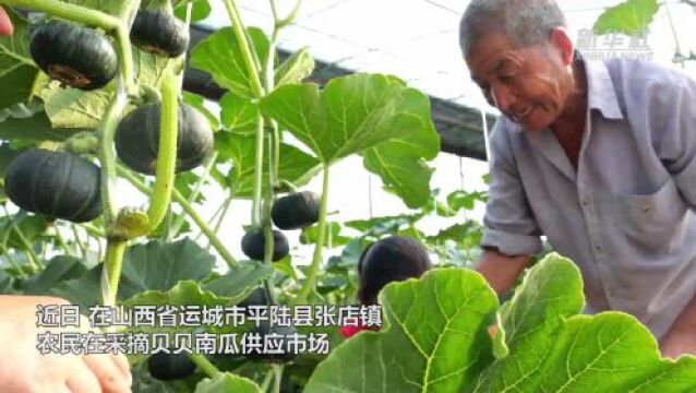 山西平陆:贝贝南瓜喜获丰收