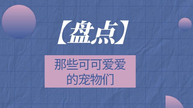 【盘点】那些可可爱爱的宠物们