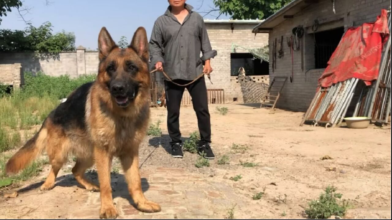 欣赏下这只赛级版德牧犬,双血统后代,现在是朋友家的种公犬