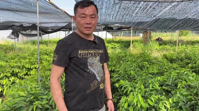 最近大家都在担心一个问题,3代苗能不能结香,老林给大家分析下 #三农 #种植 #奇楠沉香 #农村生活 #老林