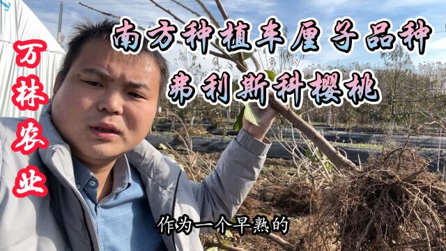 南方地区可以种植的车厘子车厘子品种“弗里斯科樱桃苗”强势登陆