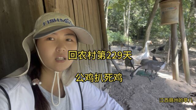 真的快把我气疯了,山里养的公鸡比男人还色,好多鸡都受不了